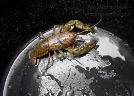 Смешные комментарии из соц.сетей