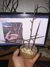 Колючка акации...