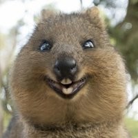 Вот не пойму из за похожесть на местных зверушек выбрали???