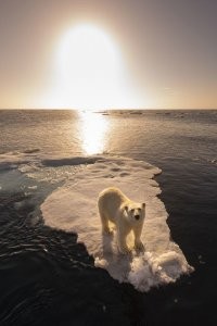 А не было бы там лета, все медведи давно бы кончились.