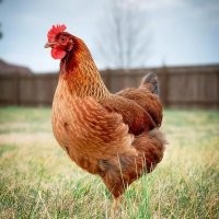 возиожно самая важная птица для человечества