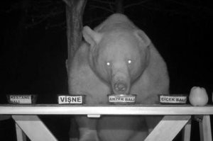 Может быть Кролик так же мед просто выбирал?