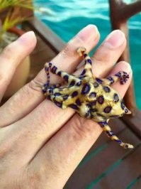 Синекольчатые осьминоги одни из самых ядовитых тварей на земле!