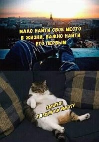 20+ деловых котеек, занятых очень важной работой