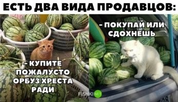 20+ деловых котеек, занятых очень важной работой