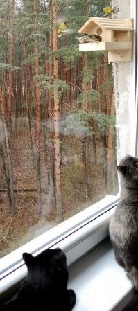Наши считают птиц в кормушке :)