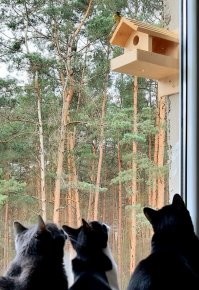 Наши считают птиц в кормушке :)