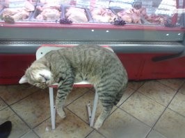 20+ деловых котеек, занятых очень важной работой