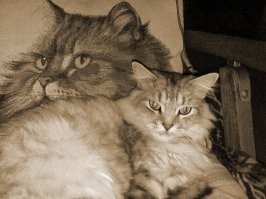 У меня кота зовут Пупс, но я его Пупсень не называю. Пупси, Пупсито, Пупсиндо, мистер Пупс, Какашкин-Обнимашкин (это когда он с прилипшей какашкой лезет обниматься), Пупси-Шмупси и, конечно, Пупси-Заткнись.
