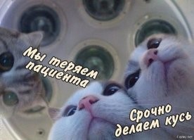 20+ деловых котеек, занятых очень важной работой