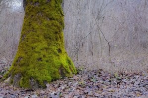 Стамбул поразил. А вот мой ответ Австралийскому деревцу, тоже ниче))