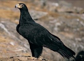 Ну он же не черный.