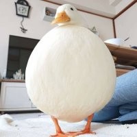А это точно чайка?