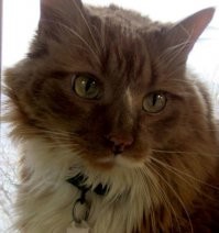 Мысли кота: Хрен я вернусь в ваш приют