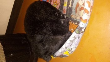 А явот этого взял. Долбаный тормозной двидок фишек фотки перевернул, а обратно перевернуть не даёт. Да и хер с ним. Любите животных!!!