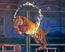 Будем дрессировать)))