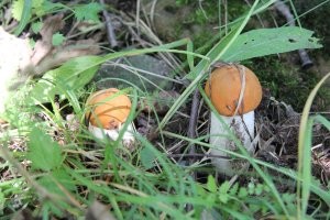 как будто кроме эстакады там нет ни чего. это мои фото Канонерского