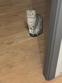 Подруга прислала,  пришла после гулянки домой в 2 часа ночи, вот так её встретил кот.