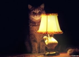 Ну тут даже кот в акуе!!