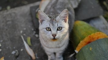 Очень колоритные и красивые котики