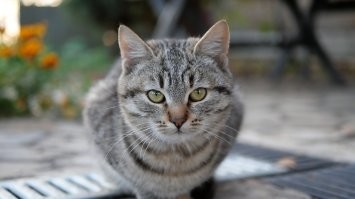 Очень колоритные и красивые котики