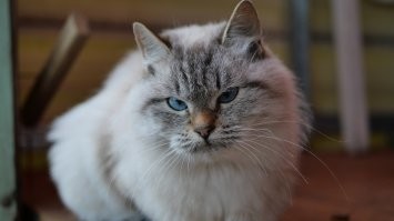 Очень колоритные и красивые котики