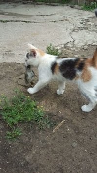 Очень колоритные и красивые котики