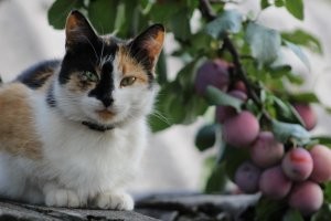 Очень колоритные и красивые котики