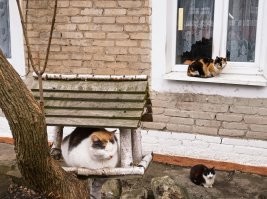 Очень колоритные и красивые котики