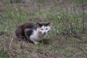 Очень колоритные и красивые котики