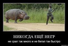 А этот бравый преступник решил угнать бегемота во время его движения по дороге