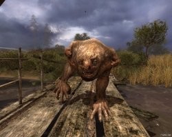 Тот, который справа, это же его котэ?