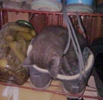 "Я - кот, я так хочу": котейки, оказавшиеся там, где они быть не должны