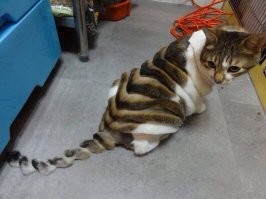 15 котиков, у которых случилось короткое замыкание