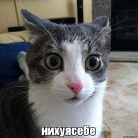 Веселые  картинки