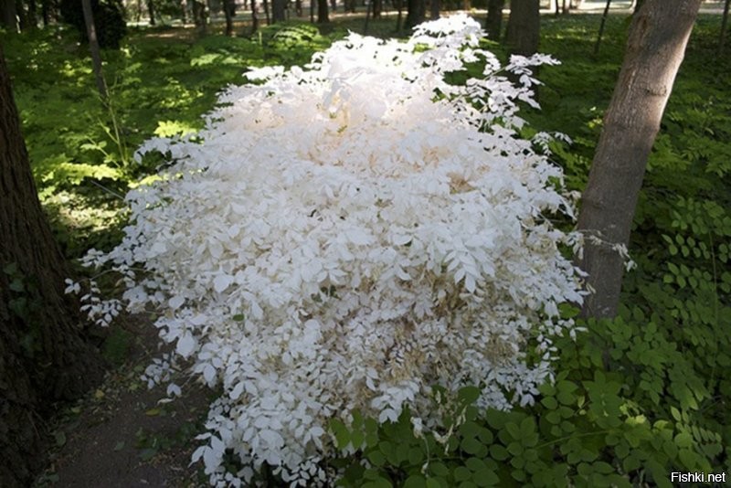 Хм-м... Какой-то фейк. Белый цвет означает отсутствие в листьях хлорофилла. А без хлорофилла растение сдохло бы ещё на стадии черенка.