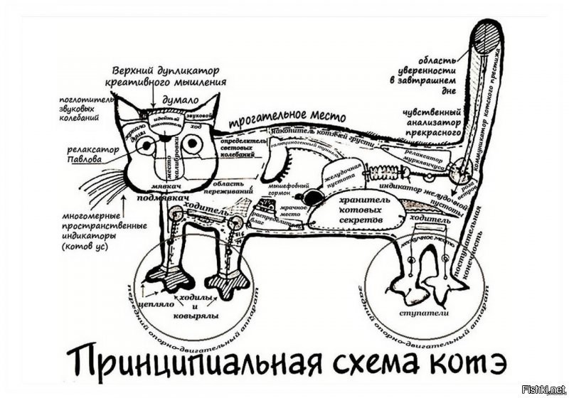 23 схемы, чертежа и анатомические карты тех, кого мы никогда не увидим