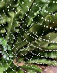 После утреннего тумана,  роса так садиться, а от дождя такого не бывает