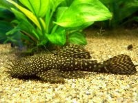 Почему именно рыбок?
А вот такой сом прилипала у вас есть? ИМХО идеальный вариант, что б висеть на кружке