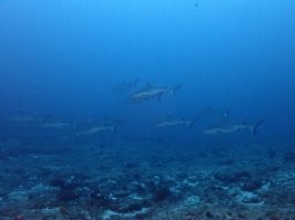 Хорошая статья. Я не видела белых акул,но тех что видела, они держатся стаями. Охотятся вместе с тунцом. Близко к себе не подпускают, поэтому фото не очень, глубина 30 метров и вспышка не помогает.