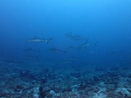 Хорошая статья. Я не видела белых акул,но тех что видела, они держатся стаями. Охотятся вместе с тунцом. Близко к себе не подпускают, поэтому фото не очень, глубина 30 метров и вспышка не помогает.