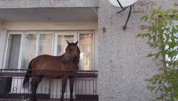 Смешные и познавательные картинки