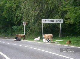 Смешные и познавательные картинки