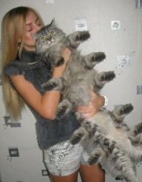 обычный кошАк-ночной топтун