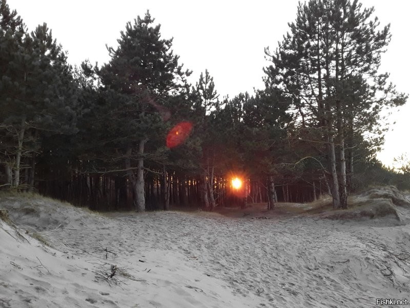 Сколько чуши написано... Начну с того что второе фото совершенно не Зеленоградска, а очень даже Светлогорск. 
 Куршская коса не 5 км от Зеленоградска, а сам город расположен в корне косы. Прямо за парком есть небольшое старое кладбище и вокруг него уже понастроили многоэтажек. граница кладбища и есть граница Национального парка Куршская коса. Летом на въезд постоянно дикие пробки с самого утра.
 Только абсолютный идиот мог написать что променад в Зелике защищён от ветра. Ну просто абсолютный!  Ветродуй там постоянный. нет никакого укрытия совершенно. Это не отменяет приятности прогулок там, но точно не безветрие. Так беззастенчиво врать надо иметь талант.
 Пляжей в рамках города почти нет. Очень узкая песчаная полоса осталась. Есть достаточно широкие места по краям города. В западной части сейчас всё перерыто-укрепляют авандюну.  Оттого песок совершенно не белый, а даже грязно бурый с глиной. Сковородок, про которые тут тоже упомянуто, тоже нет уже очень давно Есть остатки авандюны и прибрежный узкий лесочек, где уж точно нельзя загорать. Раньше были широкие поляны, где действительно было много укромных от ветра мест.
 Здание почтамта Кранца не принадлежит Ростелекому очень давно. Много лет стояло бесхозным и даже начало рушиться. Но сейчас частное лицо выкупило это красивое здание и там теперь ресторан "Телеграф" и два кафе с уличными площадками. Ресторан отличный. Очень оригинальный интерьер и вкусная кухня.
 Курортный проспект имеет буквально несколько старинных зданий. Например на фото справа после светлосерого дома виднеется новодел. Он красивый, но это новьё. Упомянутый Курхауз несколько лет ветшает. Проблемы там с владением. Так же криво упомянутый бывший торговый дом Натана Штернфельда, который назывался "Дом звёздного неба" (Кaufhaus sternfeld ostseebad нем.) Конечно находится на Курортном. Точнее то что от него осталось. Это боль. Фото ниже было-стало. Таких печальных оскольков у нас много. Жители жалуются, ругаются, но такие красивые здания по прежнему разрушаются от нерадивости и алчности.
 Возле свежеустановленной курортницы очереди нет. Конечно в погожий день кучкуются, но где тут не ходят толпы в погожий день? Русалки с али... как их у нас презрительно их называют... ну это не скульптура. хотя власти обещали там фонтан. Потом правда сказали "мы фонтанов боимся"(с). Не шучу. Это цитата.
 В кирхе-соборе колоколов на колокольне нет. Стоит конструкция на земле. Вторая церквуха ценных фресок не имела, поскольку никогда церковью не была. Её сделали  таковой в 90 годы и первую роспись делал мой знакомый.
 В парке детских волебольных площадок нет. Есть просто небольшая детская игровая возле ресторана Парк-хауз. И ЗА парком на месте которое называют Сковородкой.
 В целом конечно город производит на туристов приятное впечатление. Однако те, кто может сравнивать. отмечают как стало мало зелени в городе. Как много рушат старинные дома и какое убожество втыкают с помощью точечной застройки. Положение с авндюной катастрофическое, но там по прежнему строят новые многоэтажки и стоят недострои. Дальше от моря просто кошмарное строительство многоэтажных жилых комплексов. Это не милый примрский городок, а просто спальный район, который всё больше давит остатки старинных домиков. Более того Зеленоградск уже несколько лет как не имеет статуса курорта. Это просто город. НЕ КУРОРТ. сделали это как раз для свободного строительства всего этого кошмара. Однако пока(!) там всё же есть одно неоспоримая привлекательная вещь. МОРЕ. это радость и беда нашего города. Все хотят жить у моря. Оно радует и украшает. Вот несколько фото. Печальных, правдивых и просто красивых. Первые как раз бывший "Дом звёздного неба" тогда и в наши дни. Дальше упомянутый Курхауз. Несколько фоток променада. Безветренного Это шторма с ветром 21-25 м/с. в принципе для нас не особо сильный ветер, хотя такое бывает не так уж часто . Но ветер в 6-8 м/с дует практически всегда. Но после шторма бывает вот так.)) Потом Фото той самой Сковородки с волейбольными площадками. Несколько фоток красивости и новая скульптура Бегущая по волнам. Закат, дюны.. Красота. И последние три фото. Более старое-это 1974 год и наши дни. Обратите внимание на ширину пляжа.  Самое последнее-вид на город и косу. Фото примерно двухгодичной давности, поскольку сейчас ещё больше построено многоэтажек и некоторые врезаются в лесок у основания косы.