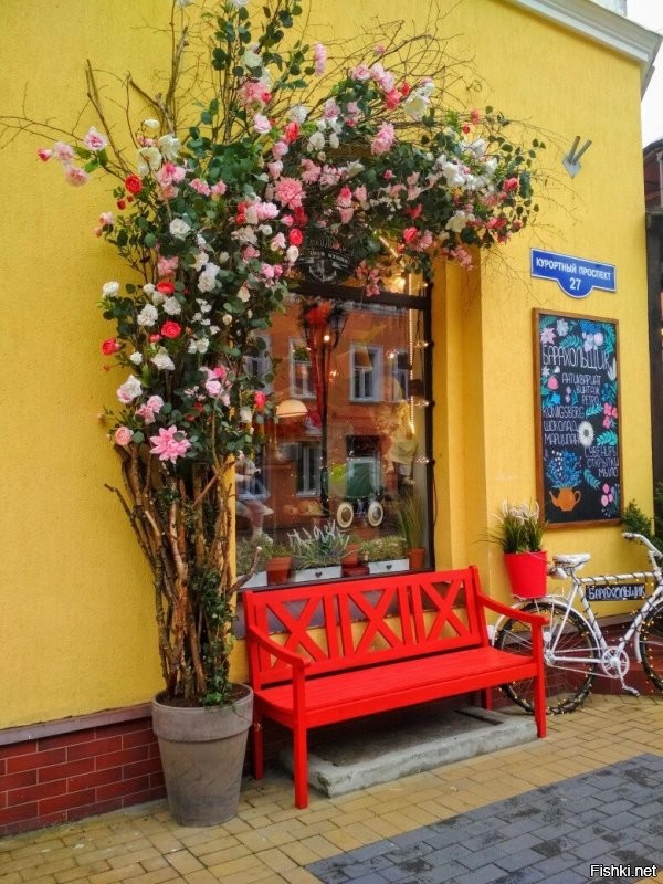 Сколько чуши написано... Начну с того что второе фото совершенно не Зеленоградска, а очень даже Светлогорск. 
 Куршская коса не 5 км от Зеленоградска, а сам город расположен в корне косы. Прямо за парком есть небольшое старое кладбище и вокруг него уже понастроили многоэтажек. граница кладбища и есть граница Национального парка Куршская коса. Летом на въезд постоянно дикие пробки с самого утра.
 Только абсолютный идиот мог написать что променад в Зелике защищён от ветра. Ну просто абсолютный!  Ветродуй там постоянный. нет никакого укрытия совершенно. Это не отменяет приятности прогулок там, но точно не безветрие. Так беззастенчиво врать надо иметь талант.
 Пляжей в рамках города почти нет. Очень узкая песчаная полоса осталась. Есть достаточно широкие места по краям города. В западной части сейчас всё перерыто-укрепляют авандюну.  Оттого песок совершенно не белый, а даже грязно бурый с глиной. Сковородок, про которые тут тоже упомянуто, тоже нет уже очень давно Есть остатки авандюны и прибрежный узкий лесочек, где уж точно нельзя загорать. Раньше были широкие поляны, где действительно было много укромных от ветра мест.
 Здание почтамта Кранца не принадлежит Ростелекому очень давно. Много лет стояло бесхозным и даже начало рушиться. Но сейчас частное лицо выкупило это красивое здание и там теперь ресторан "Телеграф" и два кафе с уличными площадками. Ресторан отличный. Очень оригинальный интерьер и вкусная кухня.
 Курортный проспект имеет буквально несколько старинных зданий. Например на фото справа после светлосерого дома виднеется новодел. Он красивый, но это новьё. Упомянутый Курхауз несколько лет ветшает. Проблемы там с владением. Так же криво упомянутый бывший торговый дом Натана Штернфельда, который назывался "Дом звёздного неба" (Кaufhaus sternfeld ostseebad нем.) Конечно находится на Курортном. Точнее то что от него осталось. Это боль. Фото ниже было-стало. Таких печальных оскольков у нас много. Жители жалуются, ругаются, но такие красивые здания по прежнему разрушаются от нерадивости и алчности.
 Возле свежеустановленной курортницы очереди нет. Конечно в погожий день кучкуются, но где тут не ходят толпы в погожий день? Русалки с али... как их у нас презрительно их называют... ну это не скульптура. хотя власти обещали там фонтан. Потом правда сказали "мы фонтанов боимся"(с). Не шучу. Это цитата.
 В кирхе-соборе колоколов на колокольне нет. Стоит конструкция на земле. Вторая церквуха ценных фресок не имела, поскольку никогда церковью не была. Её сделали  таковой в 90 годы и первую роспись делал мой знакомый.
 В парке детских волебольных площадок нет. Есть просто небольшая детская игровая возле ресторана Парк-хауз. И ЗА парком на месте которое называют Сковородкой.
 В целом конечно город производит на туристов приятное впечатление. Однако те, кто может сравнивать. отмечают как стало мало зелени в городе. Как много рушат старинные дома и какое убожество втыкают с помощью точечной застройки. Положение с авндюной катастрофическое, но там по прежнему строят новые многоэтажки и стоят недострои. Дальше от моря просто кошмарное строительство многоэтажных жилых комплексов. Это не милый примрский городок, а просто спальный район, который всё больше давит остатки старинных домиков. Более того Зеленоградск уже несколько лет как не имеет статуса курорта. Это просто город. НЕ КУРОРТ. сделали это как раз для свободного строительства всего этого кошмара. Однако пока(!) там всё же есть одно неоспоримая привлекательная вещь. МОРЕ. это радость и беда нашего города. Все хотят жить у моря. Оно радует и украшает. Вот несколько фото. Печальных, правдивых и просто красивых. Первые как раз бывший "Дом звёздного неба" тогда и в наши дни. Дальше упомянутый Курхауз. Несколько фоток променада. Безветренного Это шторма с ветром 21-25 м/с. в принципе для нас не особо сильный ветер, хотя такое бывает не так уж часто . Но ветер в 6-8 м/с дует практически всегда. Но после шторма бывает вот так.)) Потом Фото той самой Сковородки с волейбольными площадками. Несколько фоток красивости и новая скульптура Бегущая по волнам. Закат, дюны.. Красота. И последние три фото. Более старое-это 1974 год и наши дни. Обратите внимание на ширину пляжа.  Самое последнее-вид на город и косу. Фото примерно двухгодичной давности, поскольку сейчас ещё больше построено многоэтажек и некоторые врезаются в лесок у основания косы.