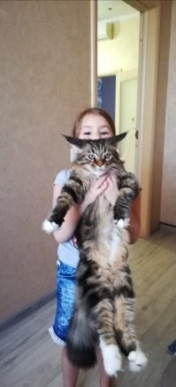 Попробовала кошку на вкус называется.Своего котэ приучил когти стричь с 2х месяцев.Не знаю проблем,стригу спокойно без проблем.Кот тупо терпит. Извиняюсь за вертикалку. Коту 11 месяцев.