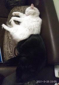 Наши драконы: