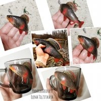 За время лепки рыб насмотрелась столько фото хариусов)))) их 100500 оттенков. Недавно лепила такой красоты рыбу