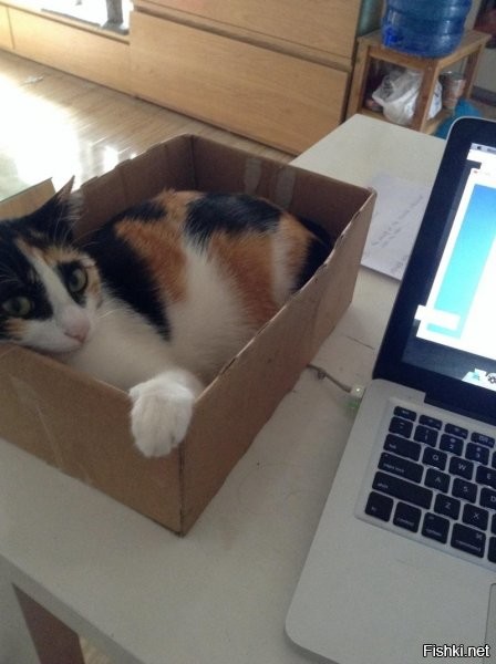 В коробке кошка (трёхцветные только кошки), поэтому "... не бегала".